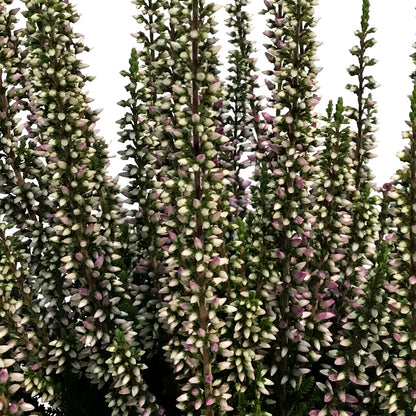 Calluna, 4in, 'Lyna' Purple