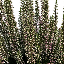 Load image into Gallery viewer, Calluna, 4in, &#39;Lyna&#39; Purple
