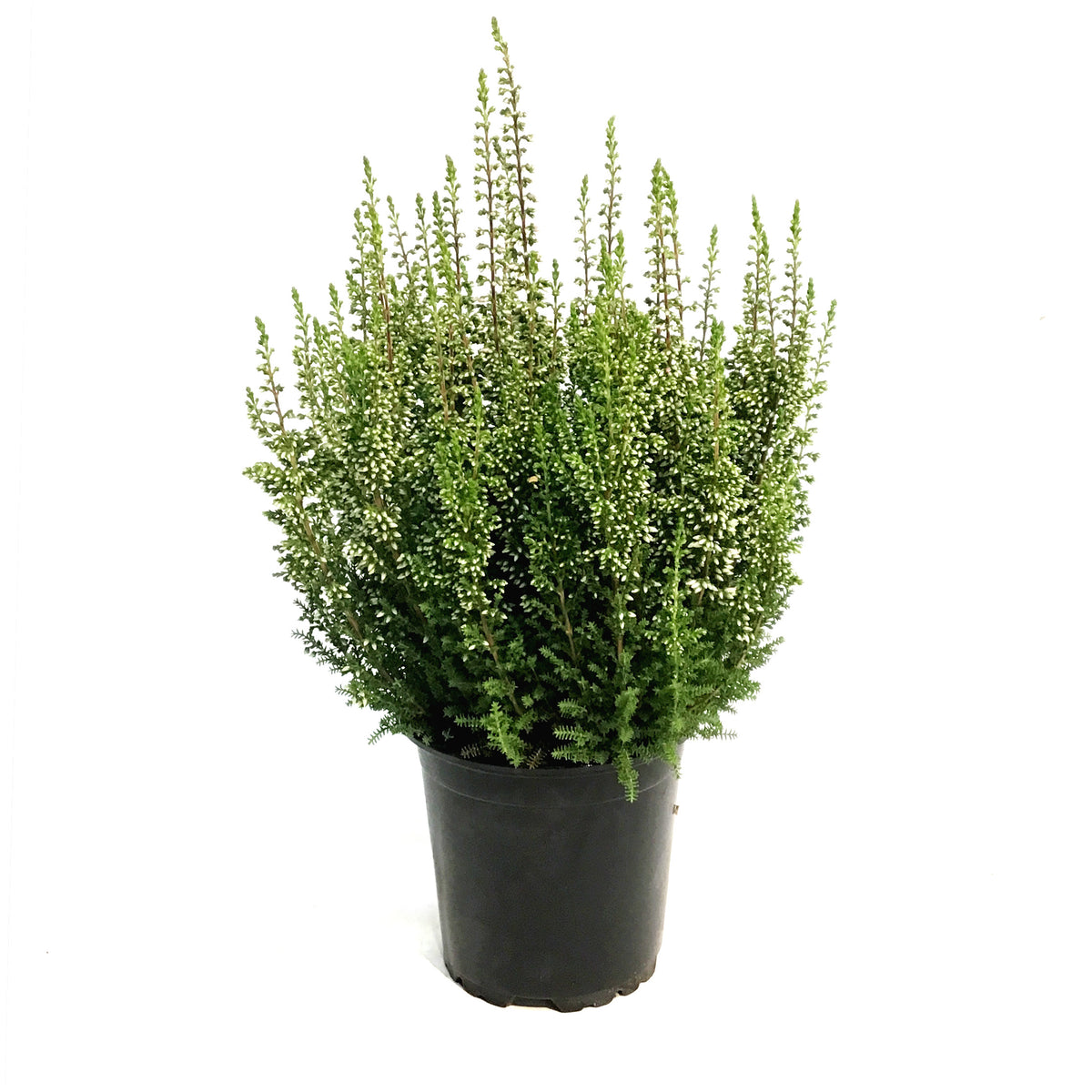 Calluna, 4in, 'Marta' Pink
