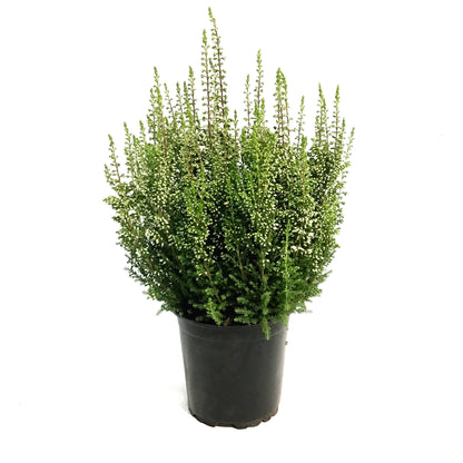 Calluna, 4in, 'Marta' Pink