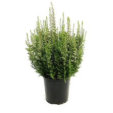 Load image into Gallery viewer, Calluna, 4in, &#39;Marta&#39; Pink
