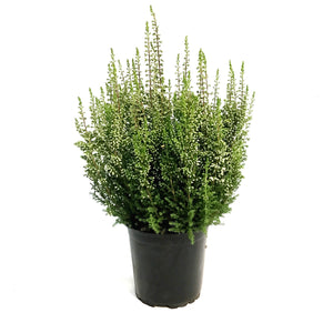 Calluna, 4in, 'Marta' Pink