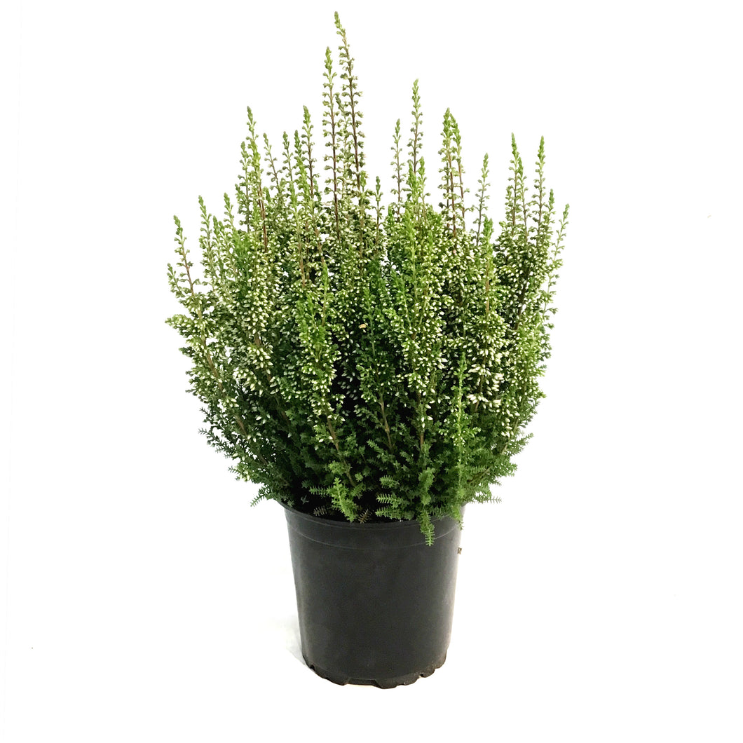 Calluna, 4in, 'Marta' Pink