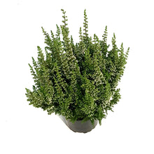 Load image into Gallery viewer, Calluna, 4in, &#39;Marta&#39; Pink
