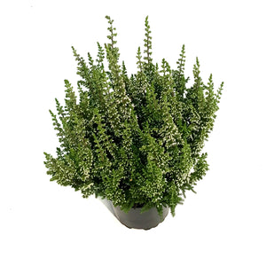 Calluna, 4in, 'Marta' Pink