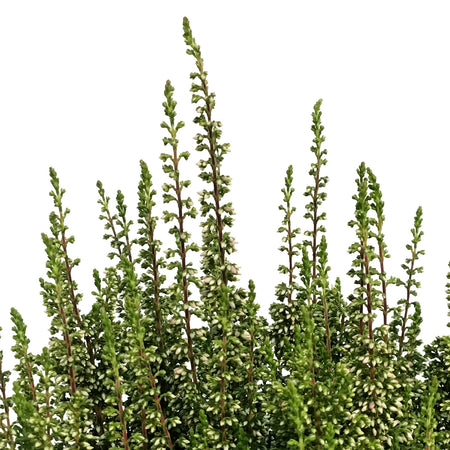 Calluna, 4in, 'Marta' Pink