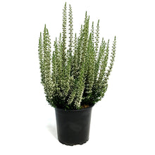 Load image into Gallery viewer, Calluna, 4in, &#39;Viva&#39; White
