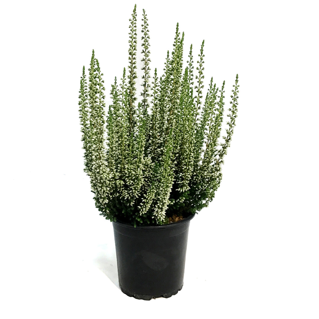 Calluna, 4in, 'Viva' White