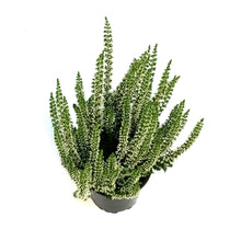 Load image into Gallery viewer, Calluna, 4in, &#39;Viva&#39; White
