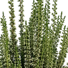Load image into Gallery viewer, Calluna, 4in, &#39;Viva&#39; White
