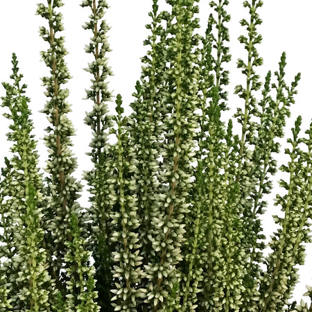 Calluna, 4in, 'Viva' White
