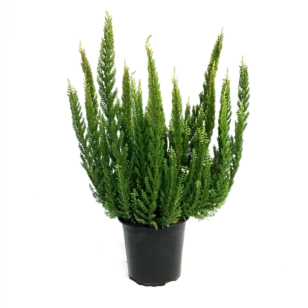 Calluna, 4in, Vulgaris Skyline Stockholm