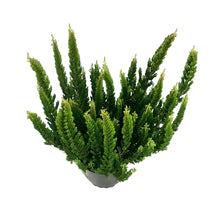 Load image into Gallery viewer, Calluna, 4in, Vulgaris Skyline Stockholm
