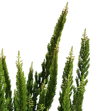 Load image into Gallery viewer, Calluna, 4in, Vulgaris Skyline Stockholm

