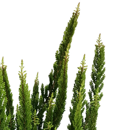 Calluna, 4in, Vulgaris Skyline Stockholm