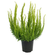 Load image into Gallery viewer, Calluna, 4in, Vulgaris Skyline Miami
