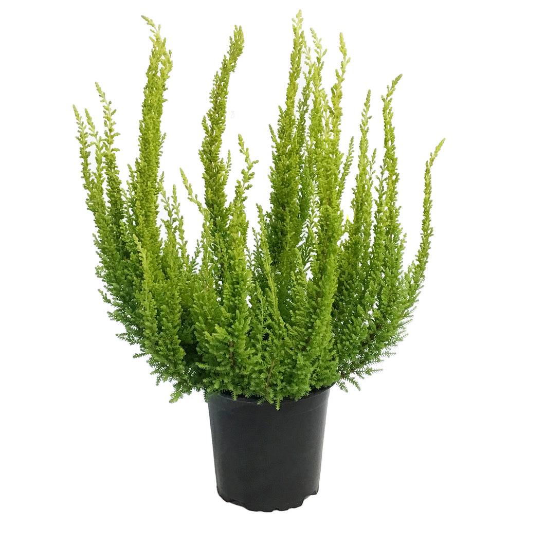 Calluna, 4in, Vulgaris Skyline Miami