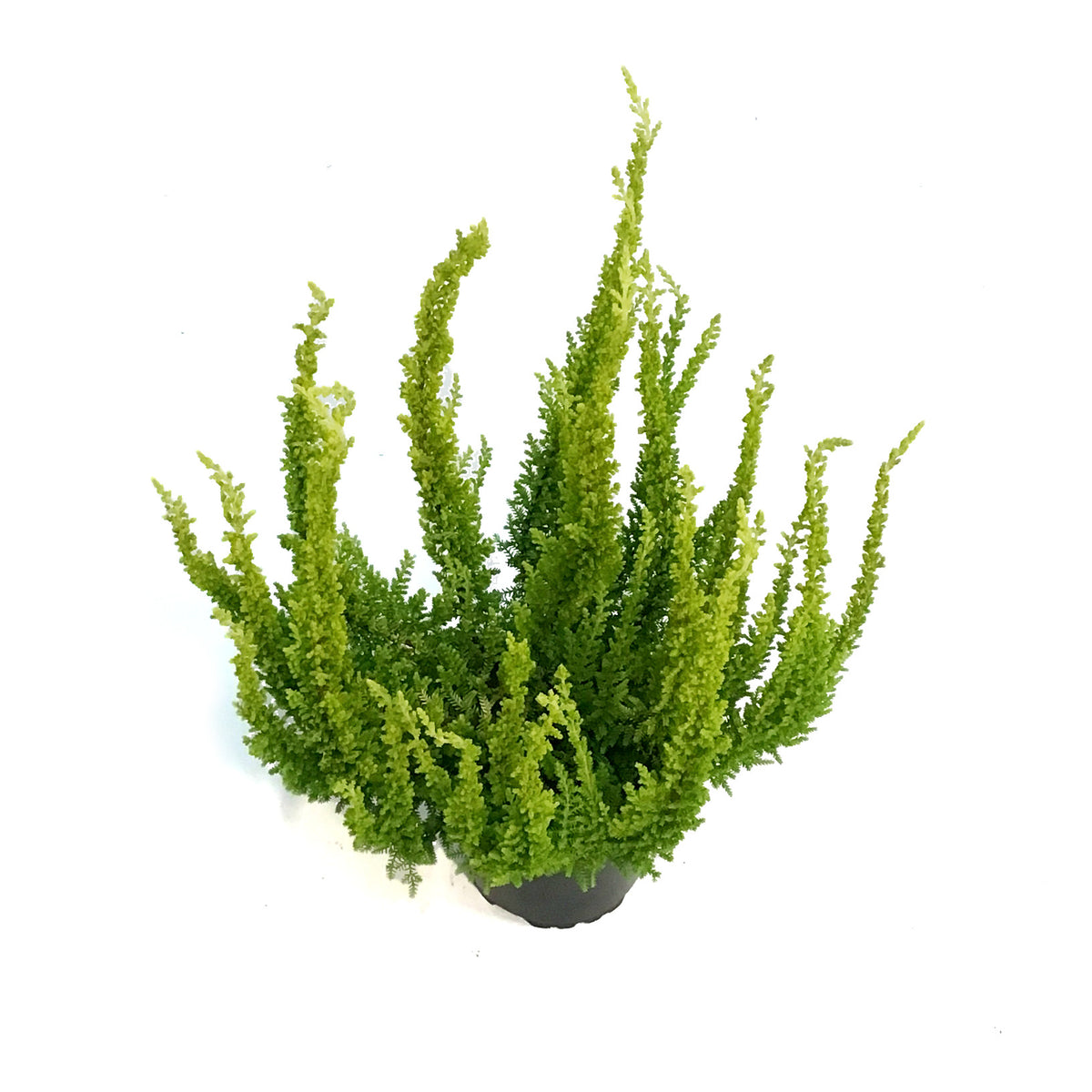 Calluna, 4in, Vulgaris Skyline Miami