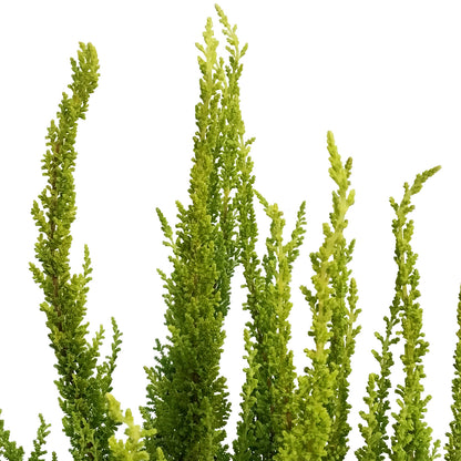 Calluna, 4in, Vulgaris Skyline Miami