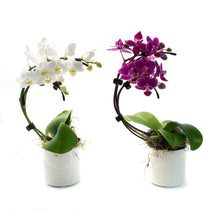 Load image into Gallery viewer, Orchid, 2in Wave
