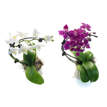 Load image into Gallery viewer, Orchid, 2in Wave
