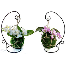 Load image into Gallery viewer, Orchid, 3in, Bramble Kokodama W/ Stand
