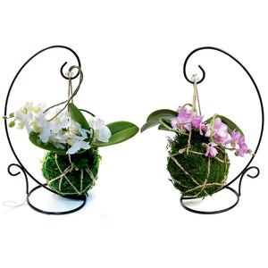 Orchid, 3in, Bramble Kokodama W/ Stand