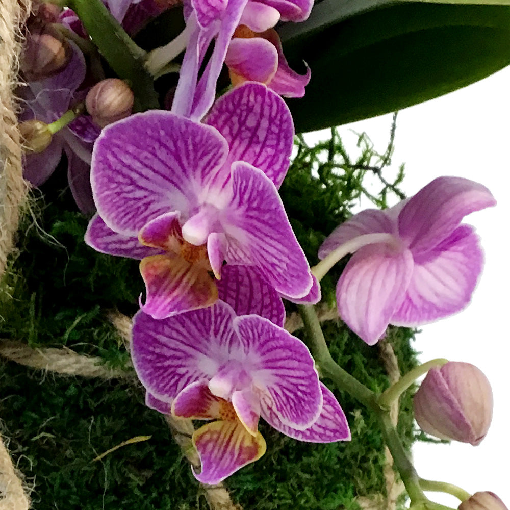 Orchid, 3in, Bramble Kokodama W/ Stand