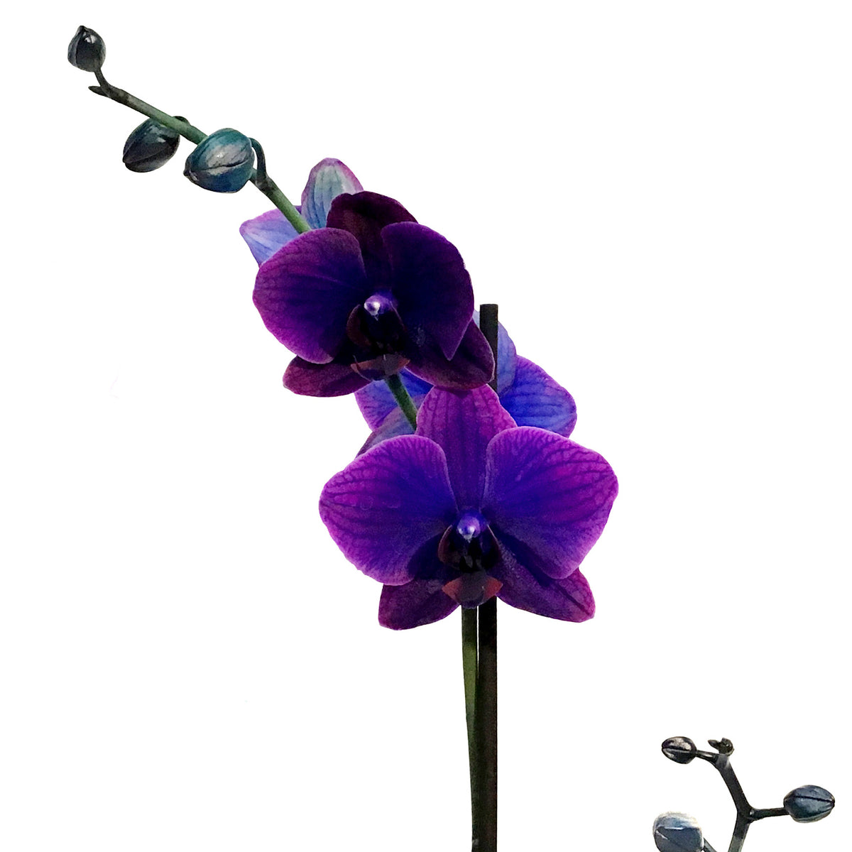 Orchid, 5in, Gemstone, Phal
