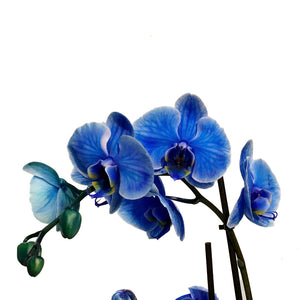 Orchid, 5in, Gemstone, Phal