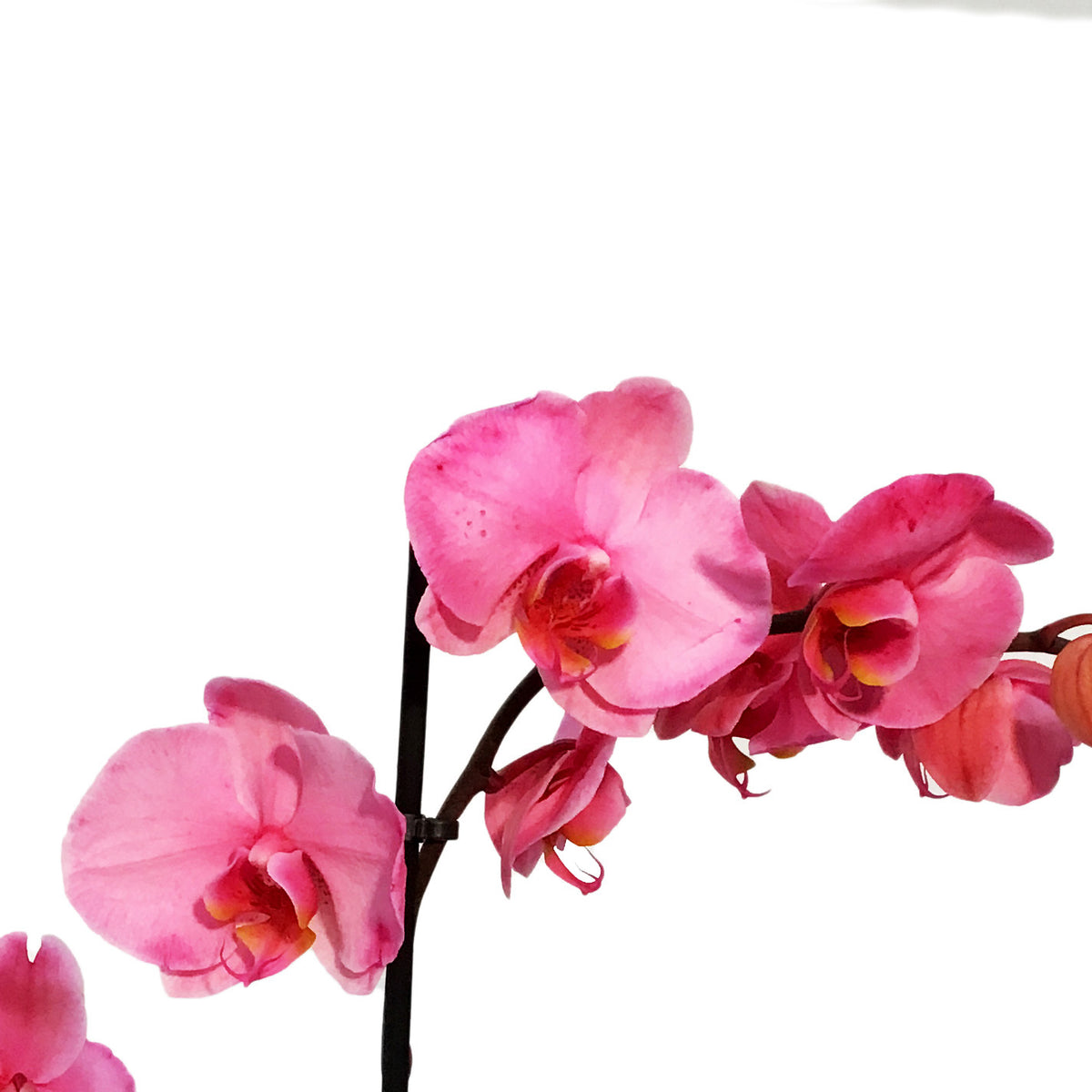Orchid, 5in, Gemstone, Phal