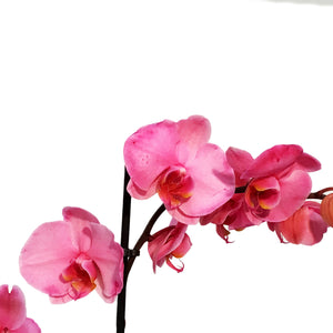 Orchid, 5in, Gemstone, Phal
