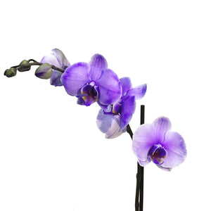 Orchid, 5in, Gemstone, Phal