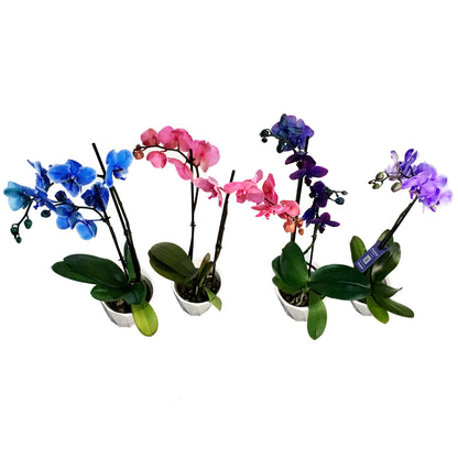 Orchid, 5in, Gemstone, Phal