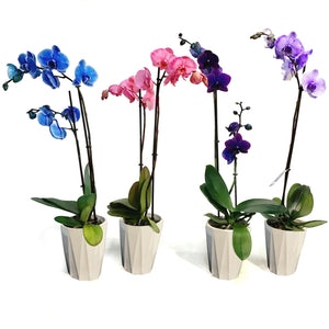 Orchid, 5in, Gemstone, Phal