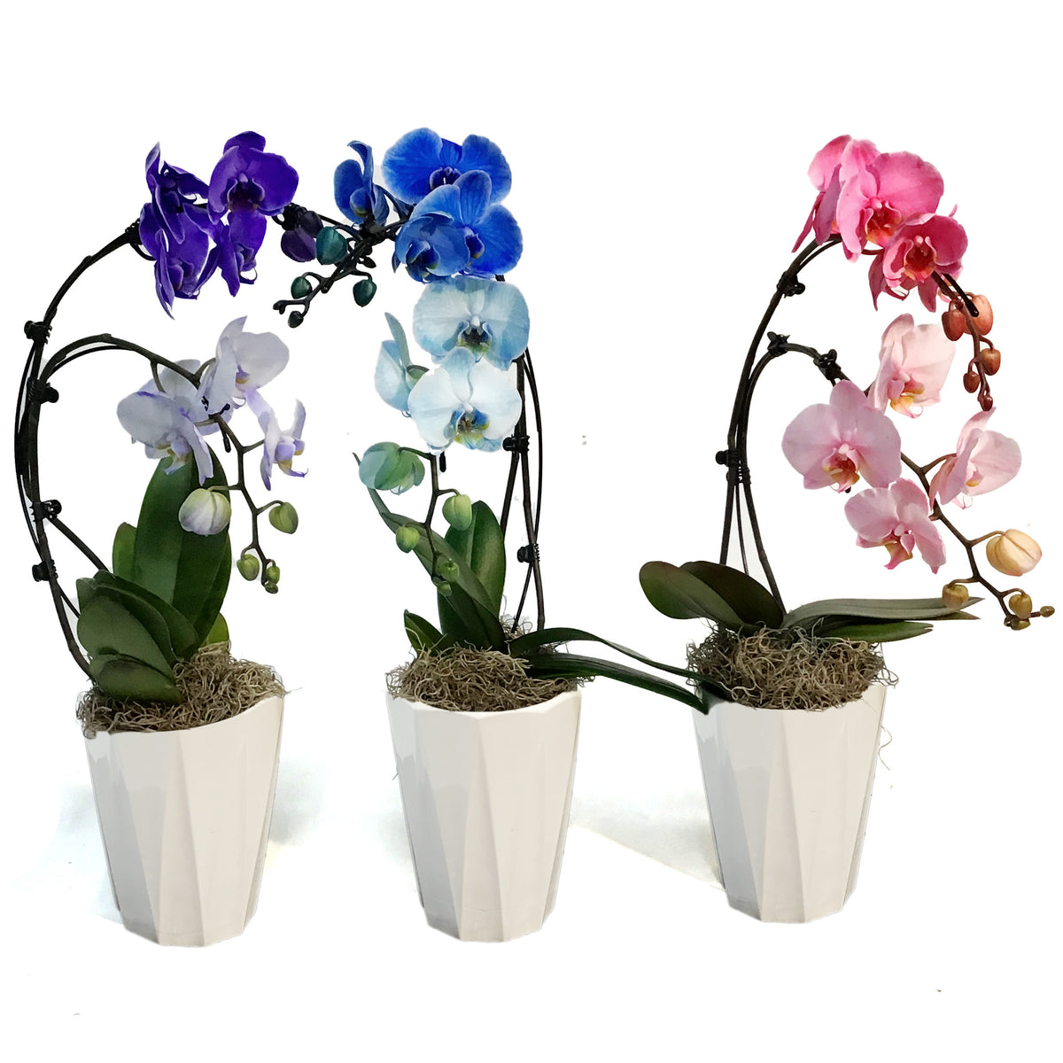 Orchid, 5in, Wave Gem