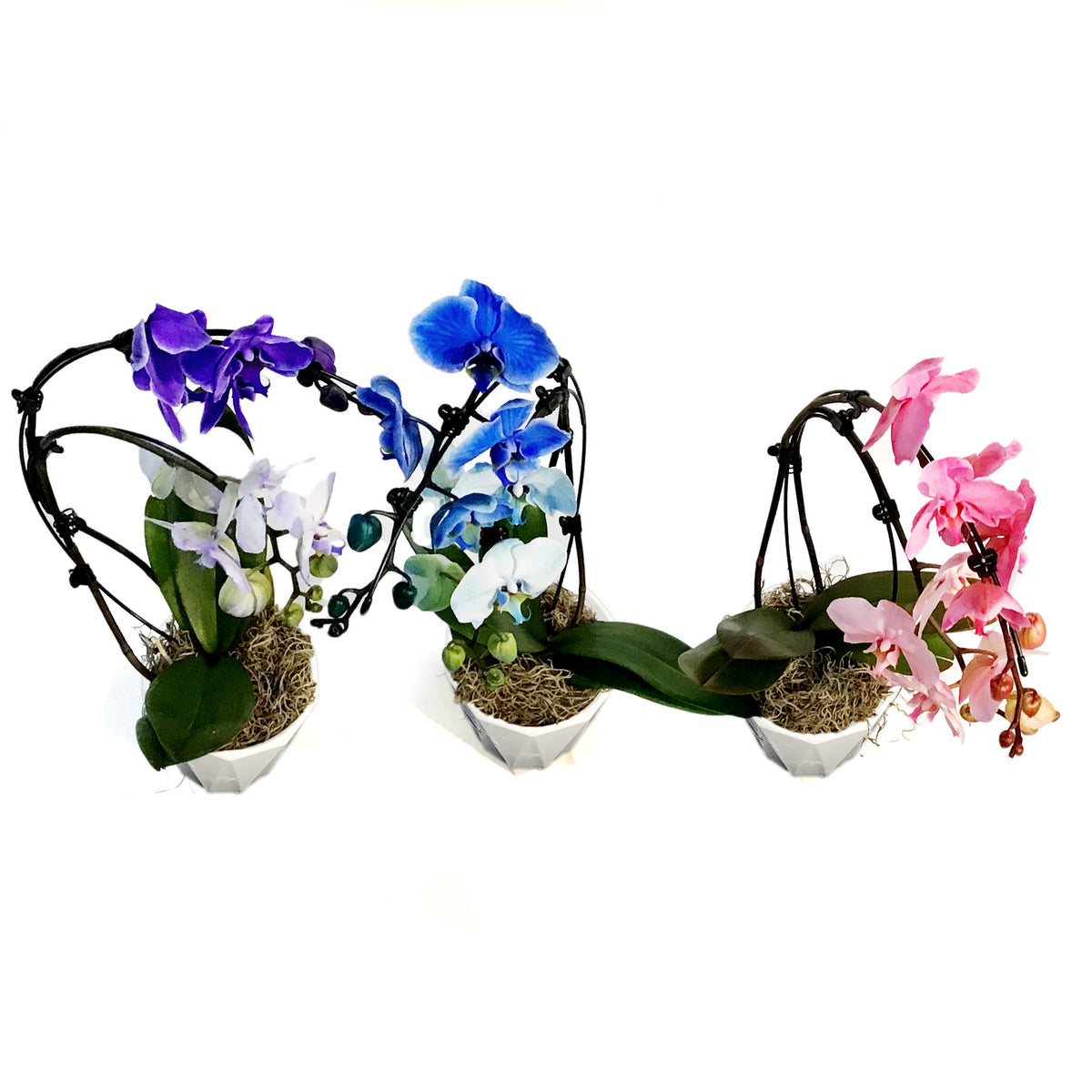 Orchid, 5in, Wave Gem