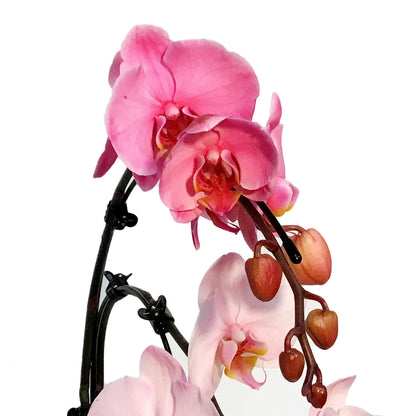 Orchid, 5in, Wave Gem