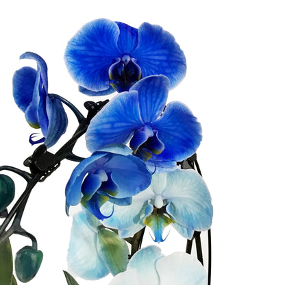 Orchid, 5in, Wave Gem