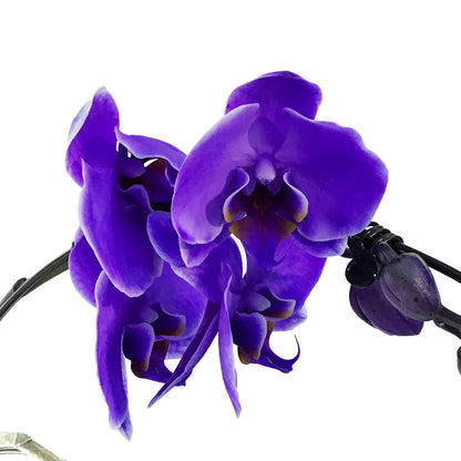 Orchid, 5in, Wave Gem