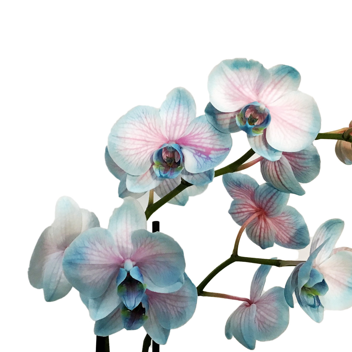 Orchid, 5in, Moonstone, Phal