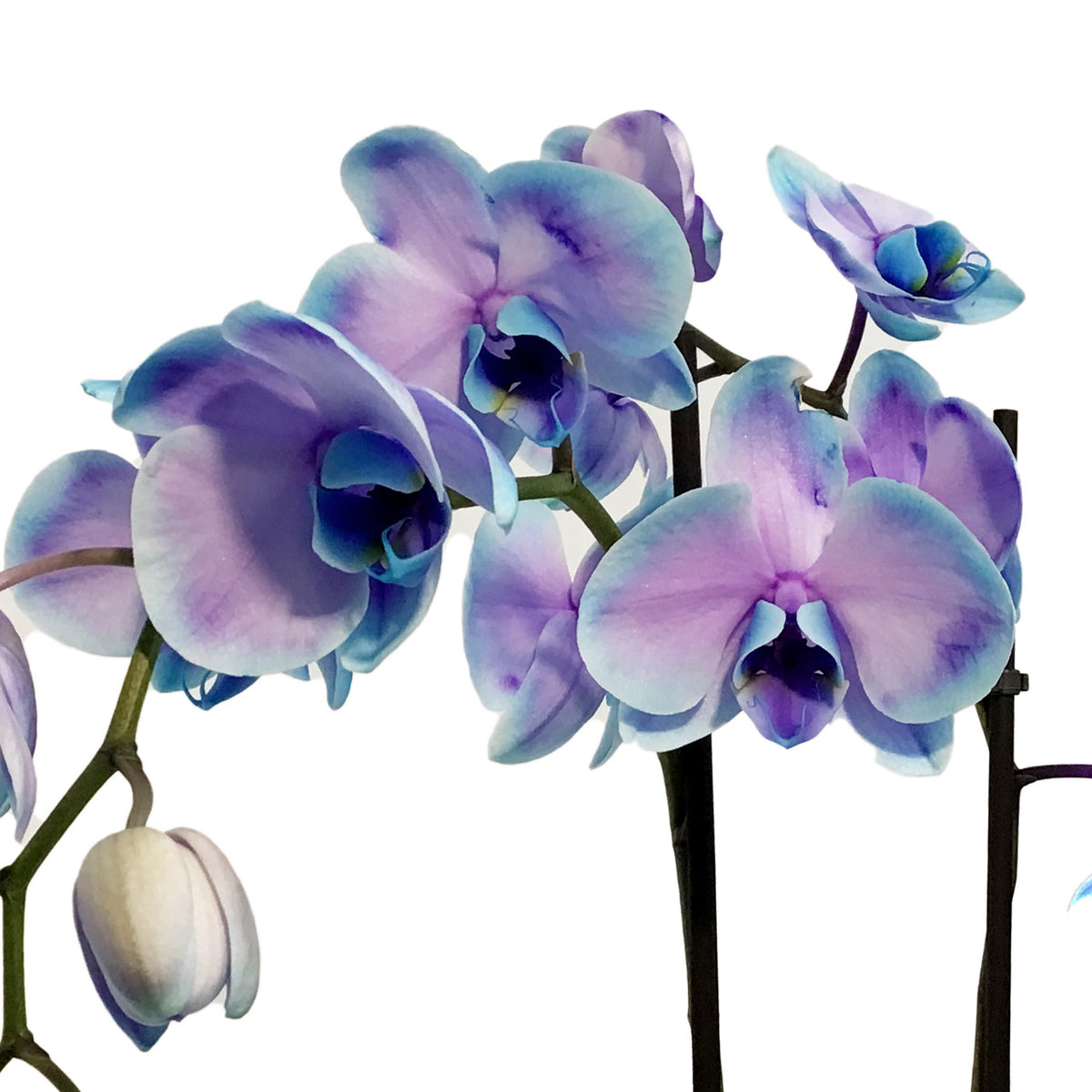 Orchid, 5in, Moonstone, Phal