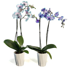 Load image into Gallery viewer, Orchid, 5in, Moonstone, Phal
