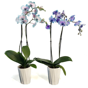 Orchid, 5in, Moonstone, Phal