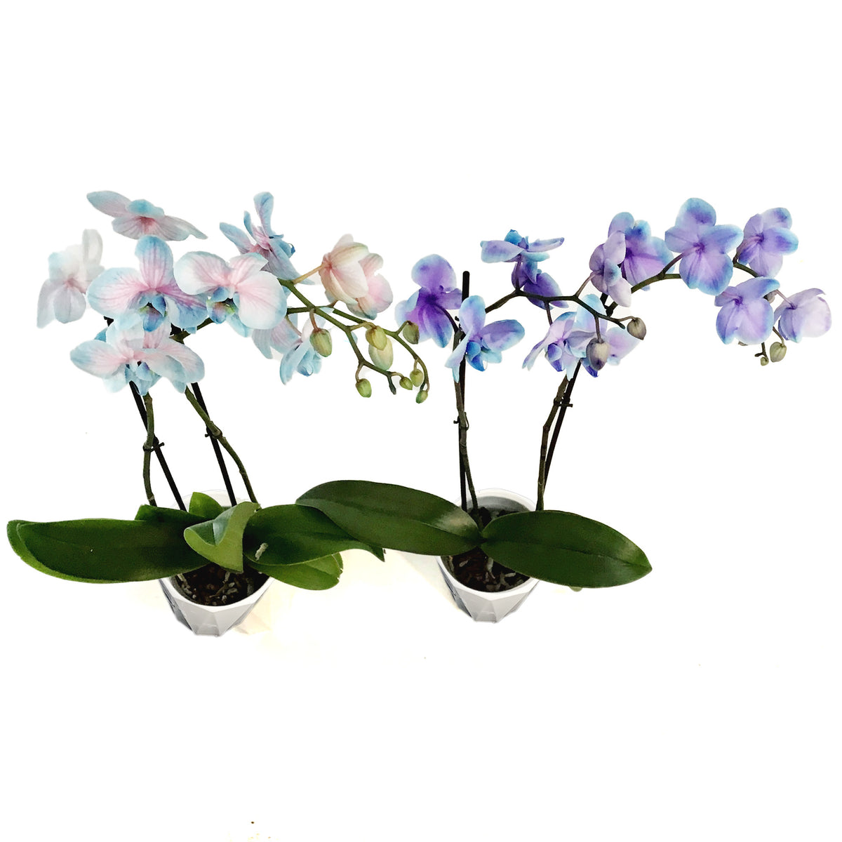 Orchid, 5in, Moonstone, Phal