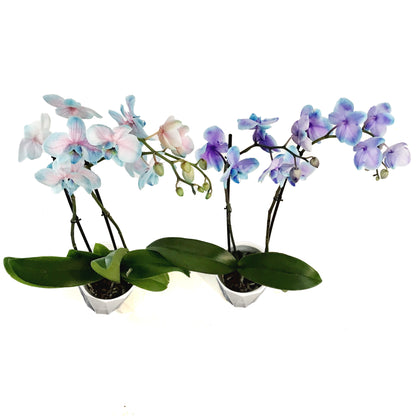 Orchid, 5in, Moonstone, Phal