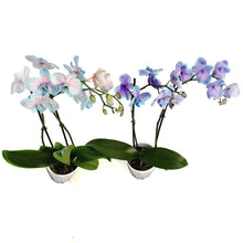 Load image into Gallery viewer, Orchid, 5in, Moonstone, Phal
