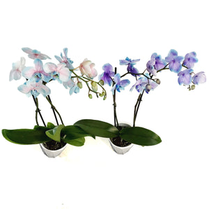 Orchid, 5in, Moonstone, Phal