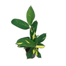 Load image into Gallery viewer, Ctenanthe, 4in, Golden Mosaic
