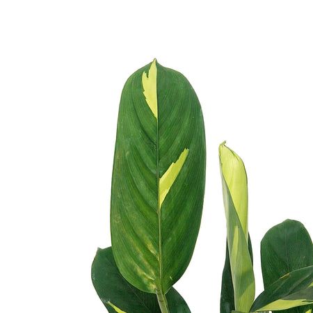 Ctenanthe, 4in, Golden Mosaic